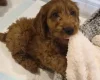 Cavapoo