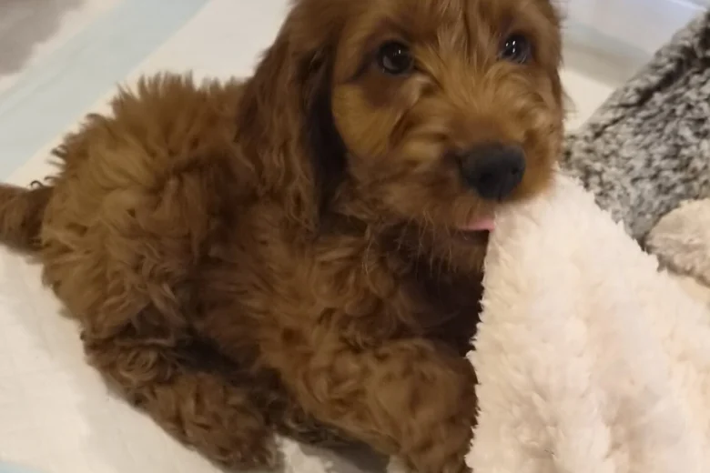 Cavapoo