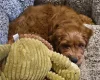 Cavapoo