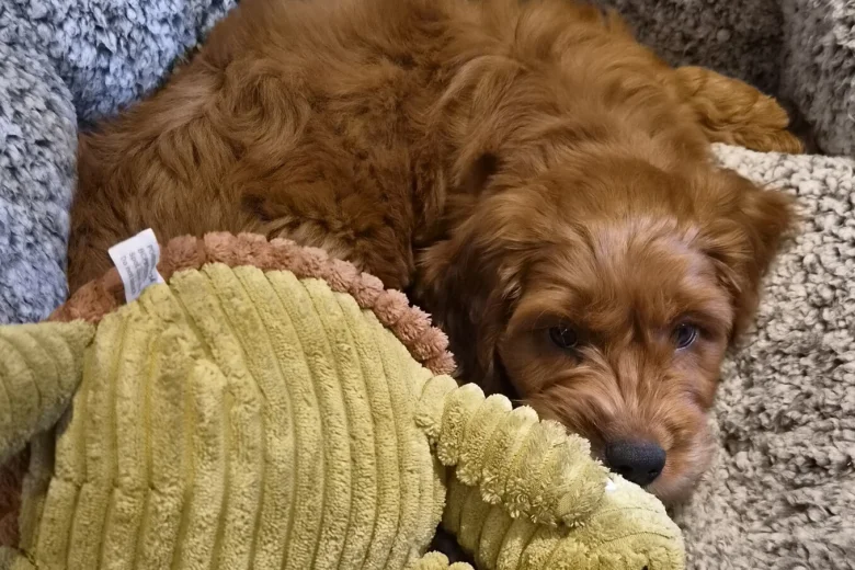 Cavapoo