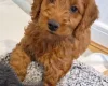 Cavapoo