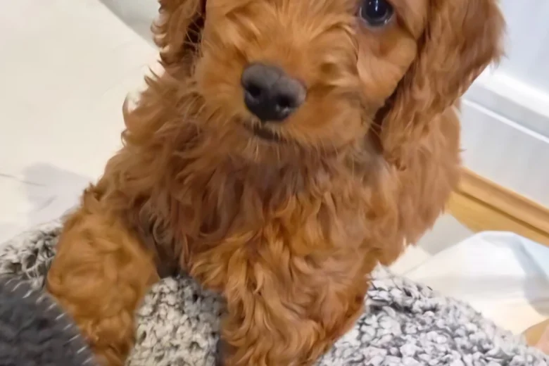 Cavapoo