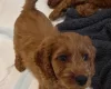 Cavapoo