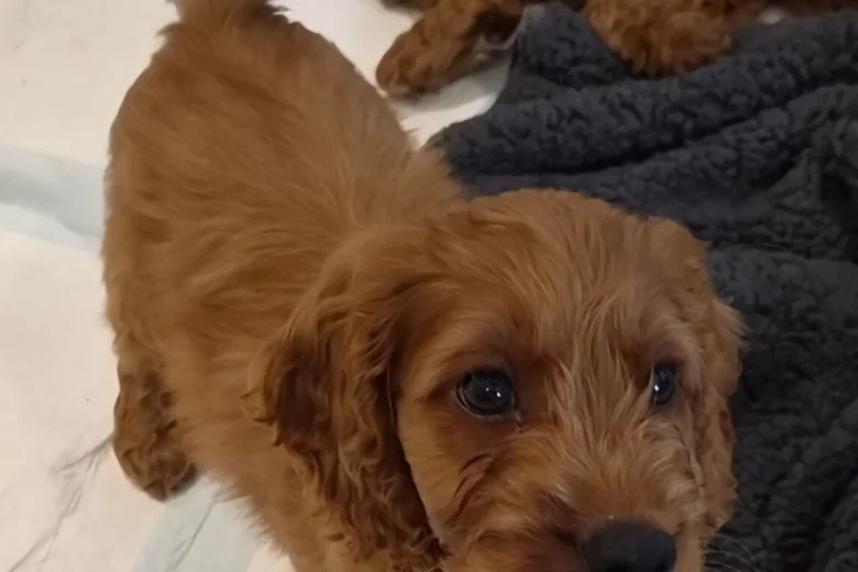 Cavapoo