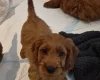 Cavapoo
