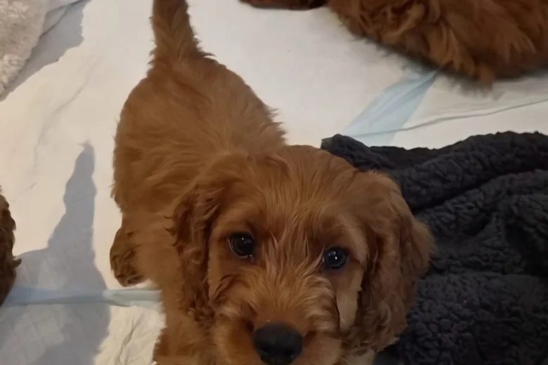 Cavapoo