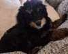 Cavapoo