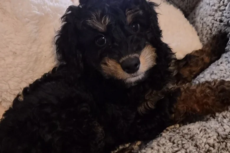 Cavapoo