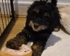 Cavapoo