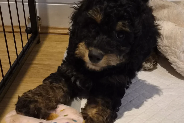 Cavapoo