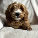 Cavapoo