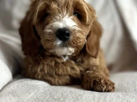 Cavapoo