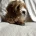 Cavapoo