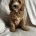 Cavapoo