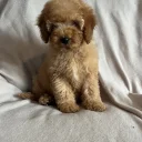 Cavapoo