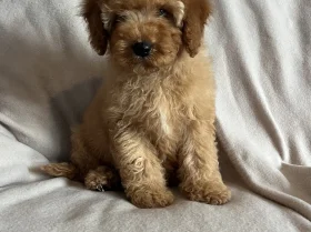Cavapoo