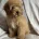 Cavapoo