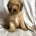 Cavapoo