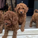 Cavapoo