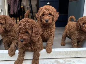 Cavapoo