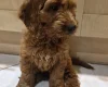 Cavapoo