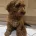 Cavapoo