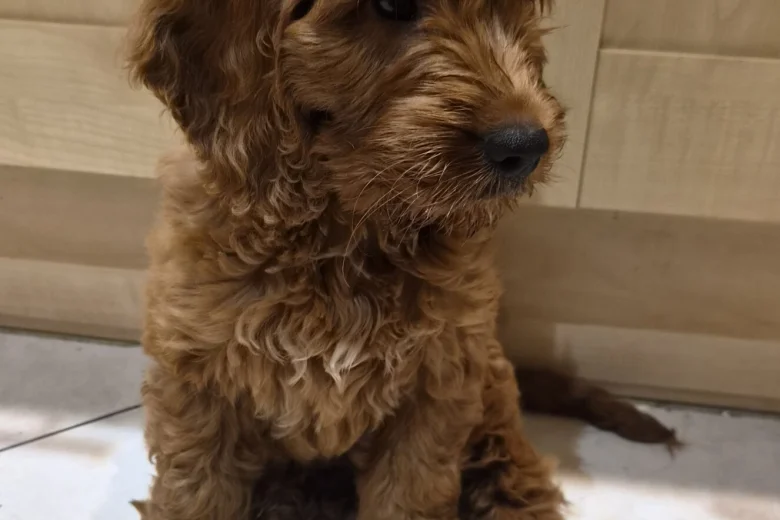 Cavapoo