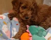 Cavapoo