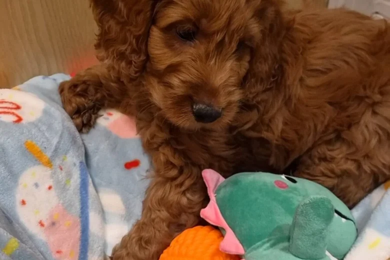Cavapoo