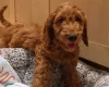 Cavapoo