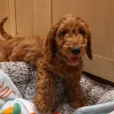 Cavapoo