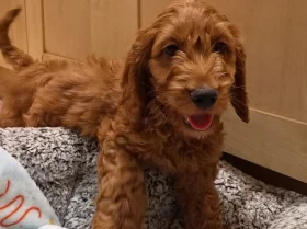 Cavapoo