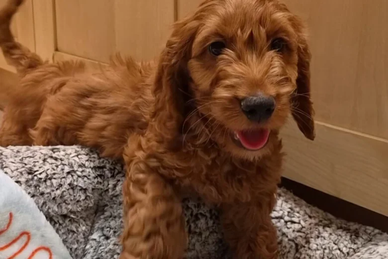 Cavapoo