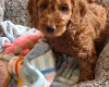 Cavapoo
