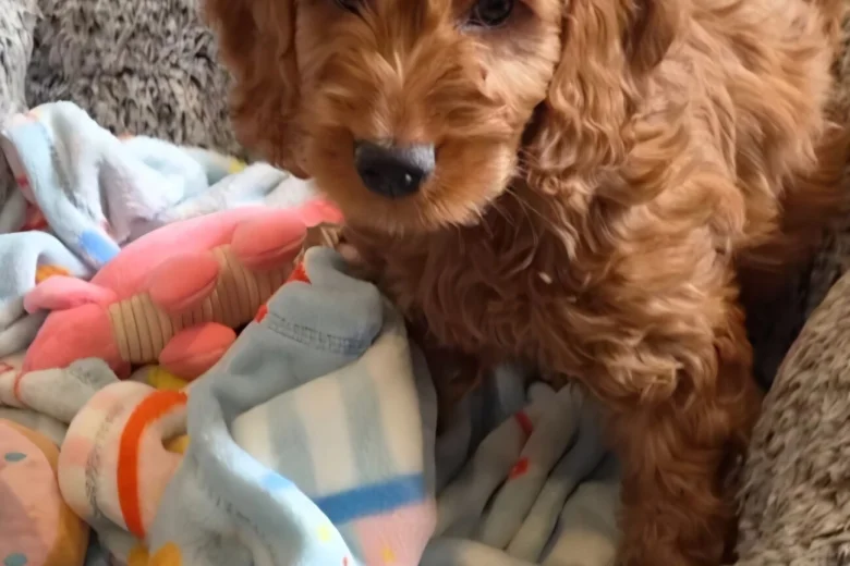 Cavapoo