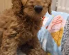 Cavapoo