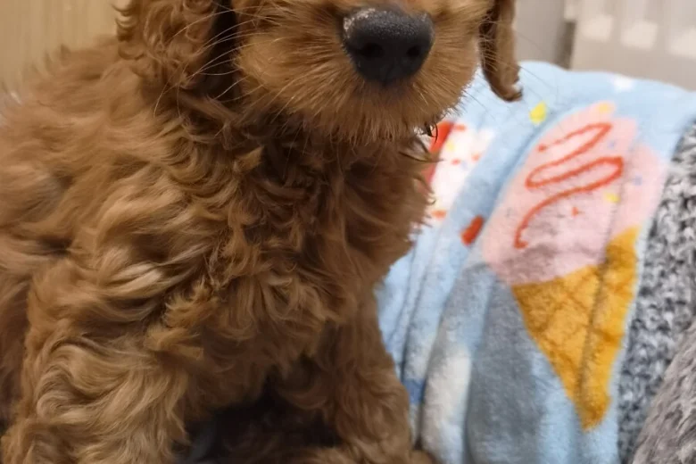 Cavapoo