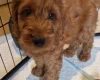 Cavapoo