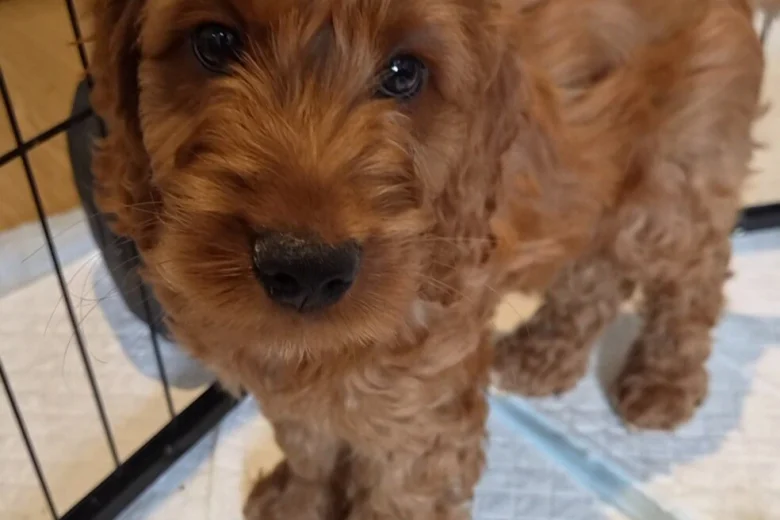 Cavapoo