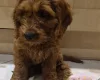 Cavapoo