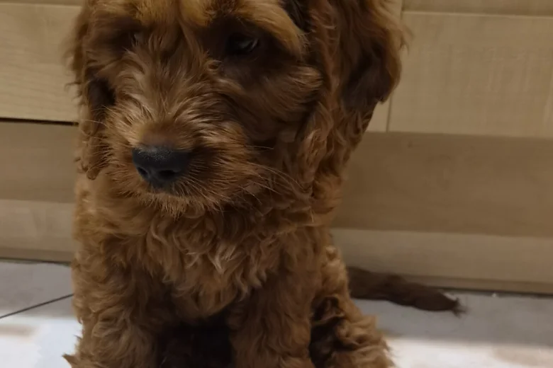 Cavapoo