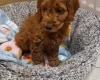 Cavapoo
