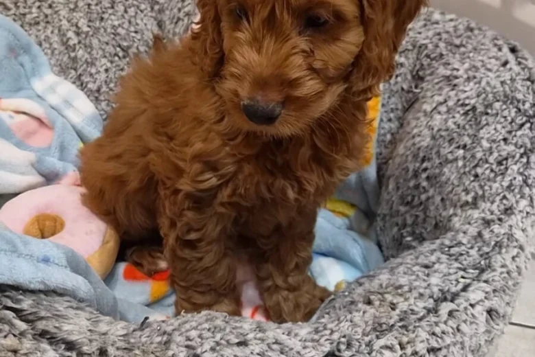Cavapoo