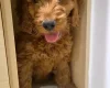 Cavapoo