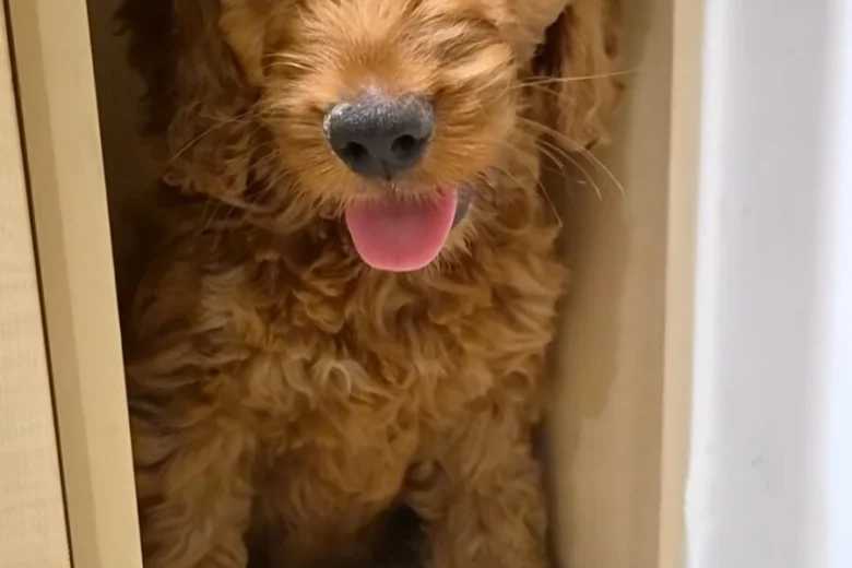Cavapoo