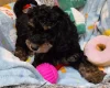 Cavapoo