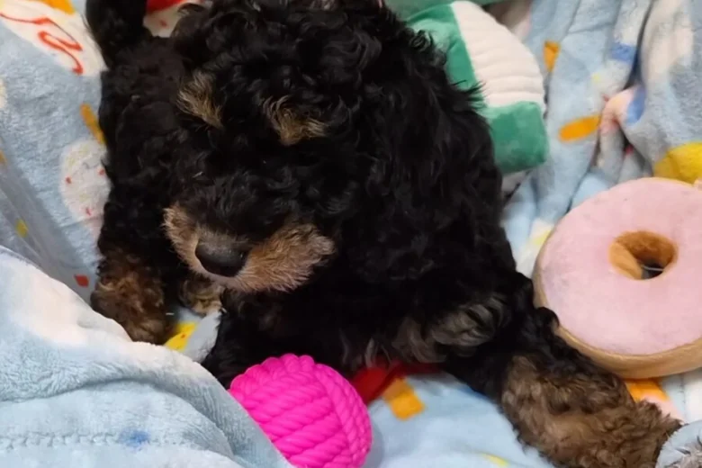 Cavapoo
