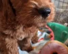 Cavapoo