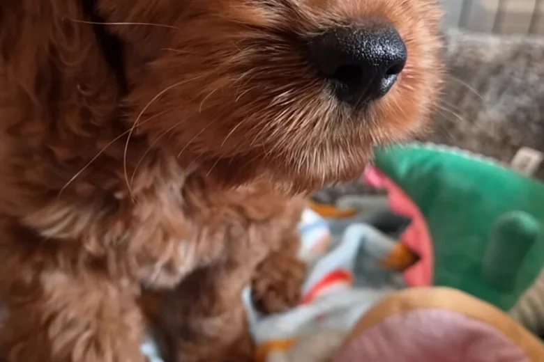 Cavapoo