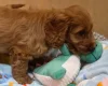 Cavapoo